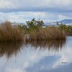 2017-03 New Zealand/Rangitoto/DSC_0112.JPG